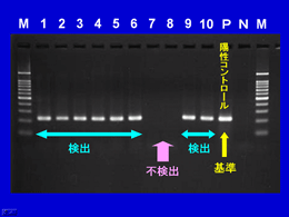 図　PCR検査